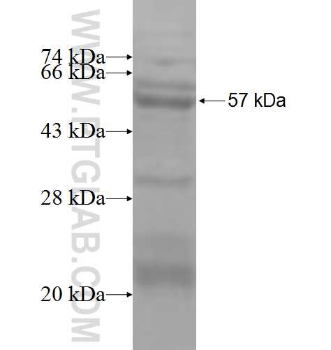 CDKL3 fusion protein Ag4812 SDS-PAGE