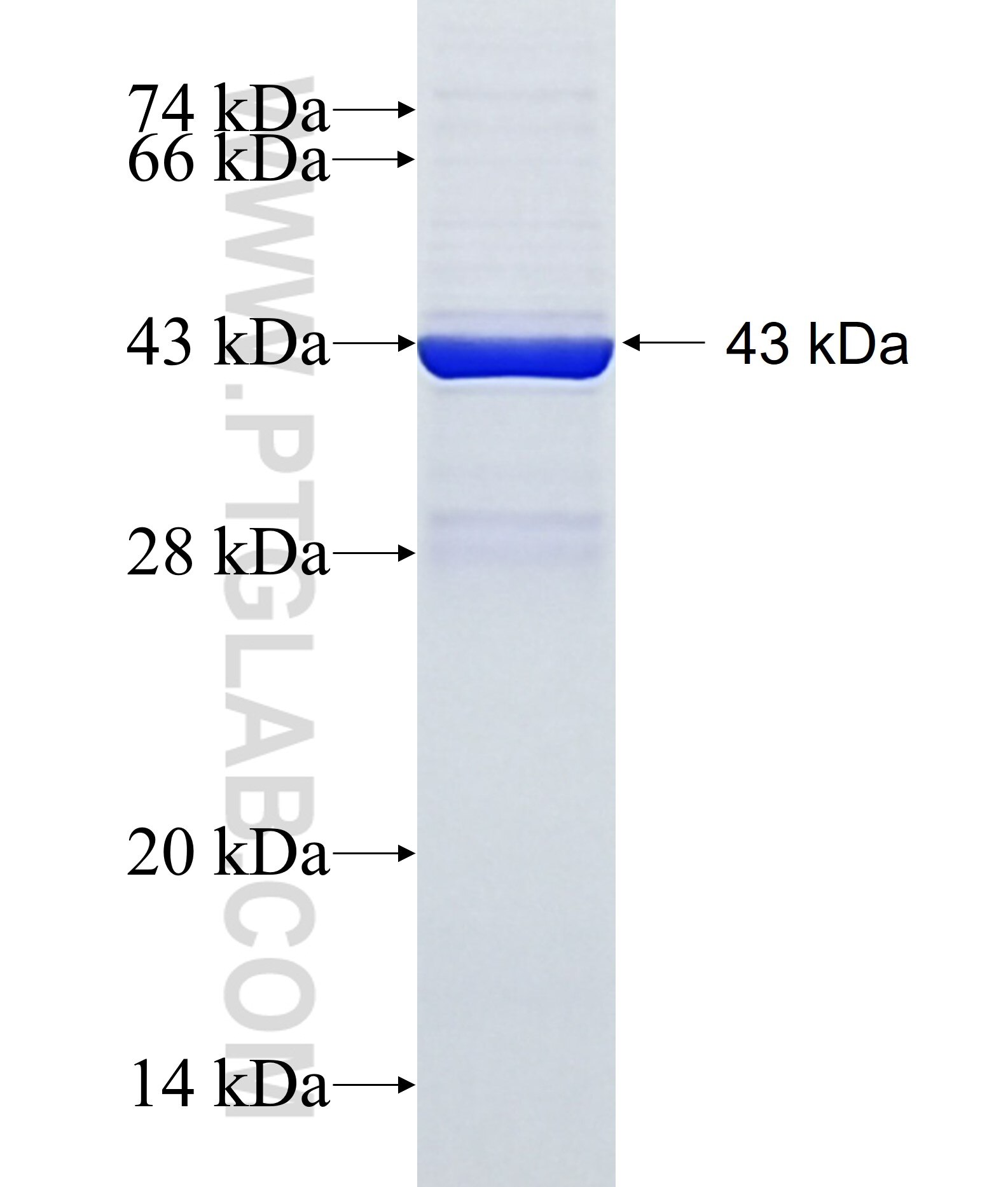 Cdkn2a fusion protein Ag28927 SDS-PAGE