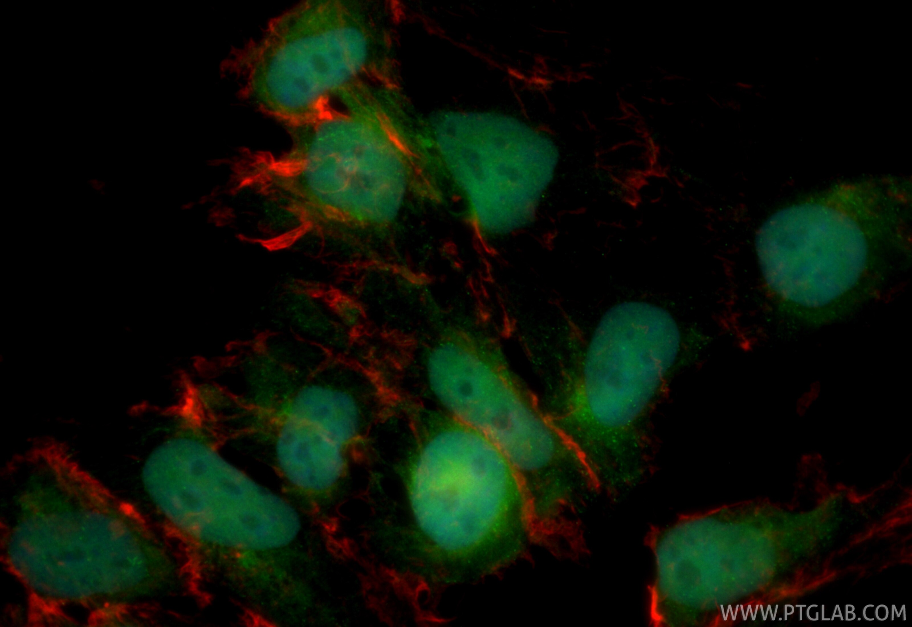 Immunofluorescence (IF) / fluorescent staining of HEK-293 cells using CoraLite® Plus 488-conjugated CDKN2A/P16-INK4A Rec (CL488-81373-10)