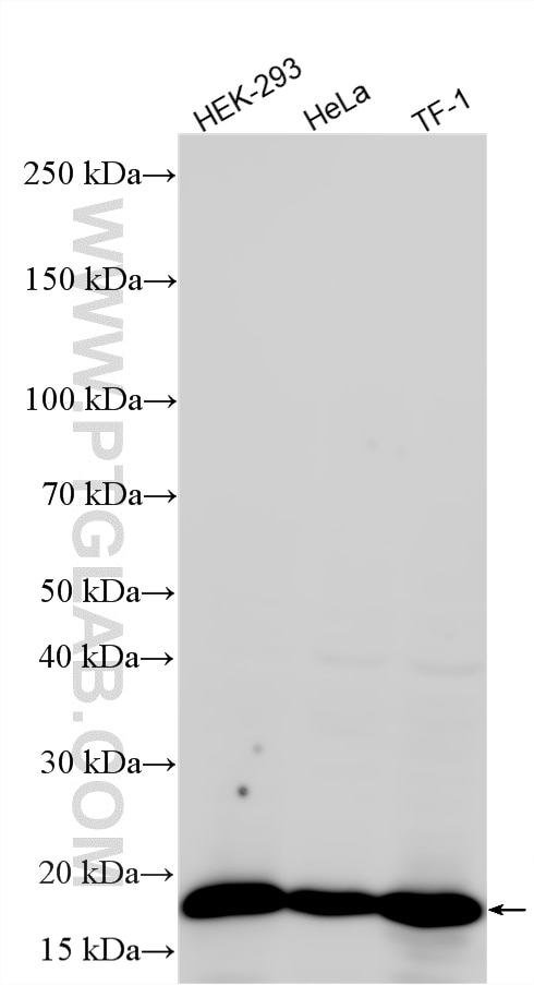WB analysis using RMX00038 Western Blot (WB) analysis of various lysates using Multi-rAb® CDKN2A/P16-INK4A Multi-Recombinant anti (RMX00038)