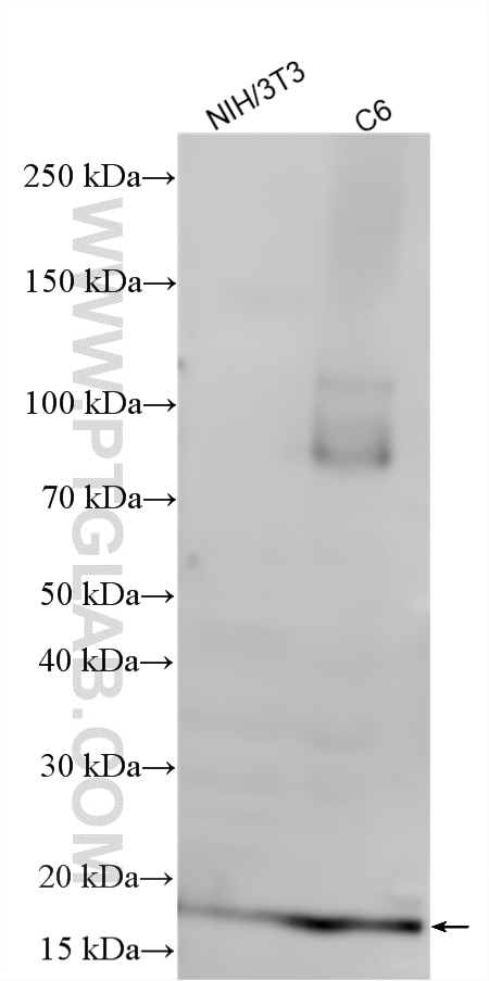 WB analysis using RMX00038 Western Blot (WB) analysis of various lysates using Multi-rAb® CDKN2A/P16-INK4A Multi-Recombinant anti (RMX00038)