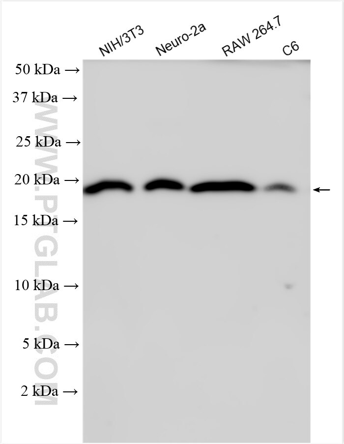 Western Blot (WB) analysis of various lysates using CDKN2A/p19ARF Polyclonal antibody (28416-1-AP)