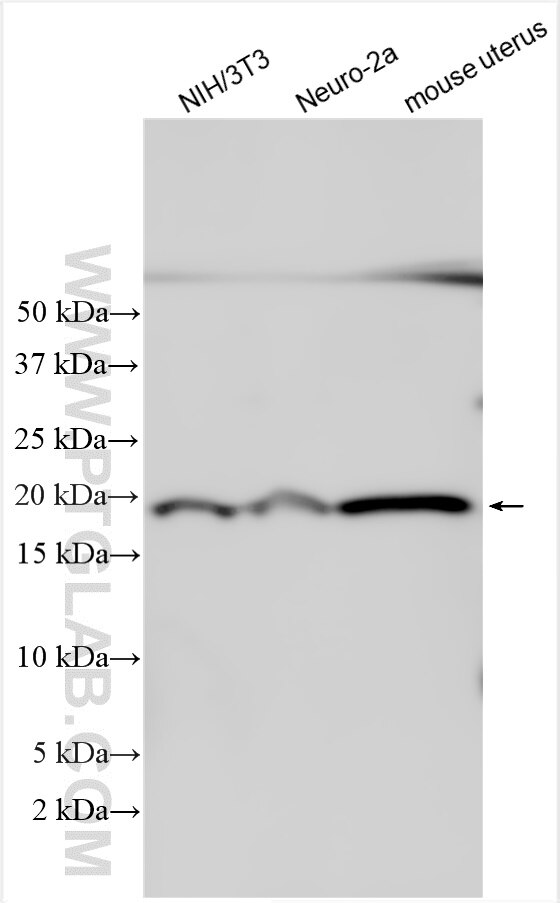 WB analysis using 28416-1-AP