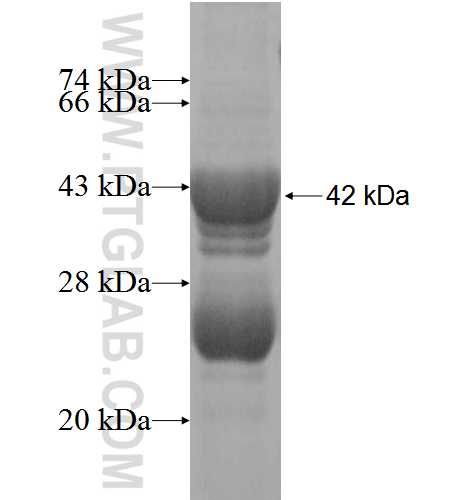CDKN2C fusion protein Ag3655 SDS-PAGE