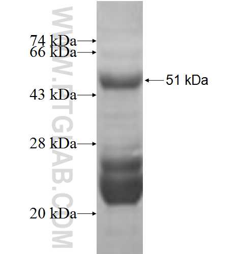 CDKN3 fusion protein Ag6224 SDS-PAGE