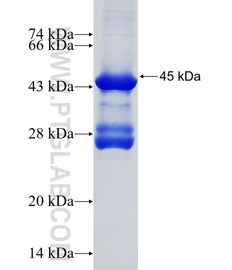 CDKN3 fusion protein Ag6224 SDS-PAGE