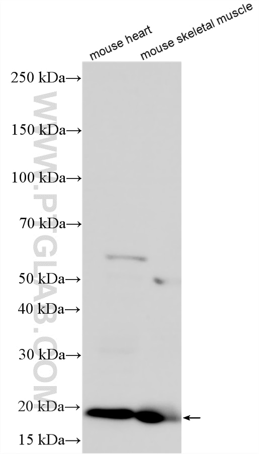WB analysis using 32802-1-AP Western Blot (WB) analysis of various lysates using CDNF Polyclonal antibody (32802-1-AP)