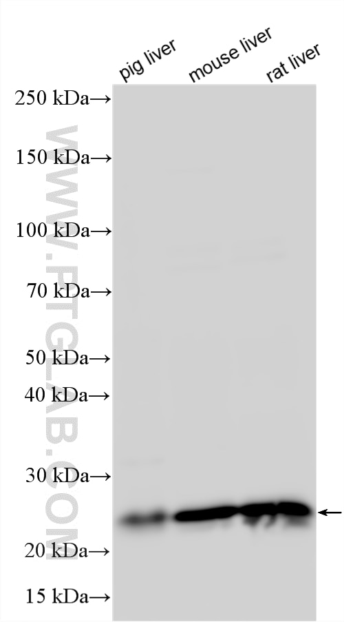 Western Blot (WB) analysis of various lysates using CDO1 Polyclonal antibody (12589-1-AP)