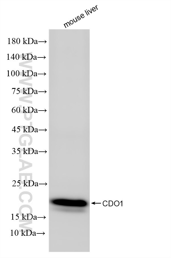 Various lysates were subjected to SDS PAGE followed by western blot with 85636-2-RR (CDO1 antibody) at dilution of 1:4000 incubated at room temperature for 1.5 hours. This data was developed using the same antibody clone with 85636-2-PBS in a different storage buffer formulation. Western Blot (WB) analysis of various lysates using CDO1 Recombinant monoclonal antibody (85636-2-RR)