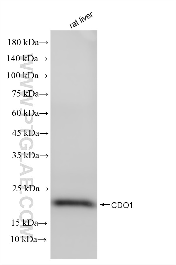 rat liver tissue were subjected to SDS PAGE followed by western blot with 85636-2-RR (CDO1 antibody) at dilution of 1:4000 incubated at room temperature for 1.5 hours. This data was developed using the same antibody clone with 85636-2-PBS in a different storage buffer formulation. Western Blot (WB) analysis of rat liver tissue using CDO1 Recombinant monoclonal antibody (85636-2-RR)