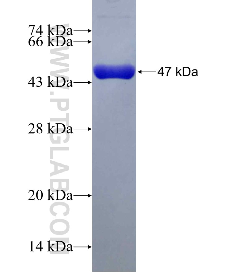 CDO1 fusion protein Ag3294 SDS-PAGE