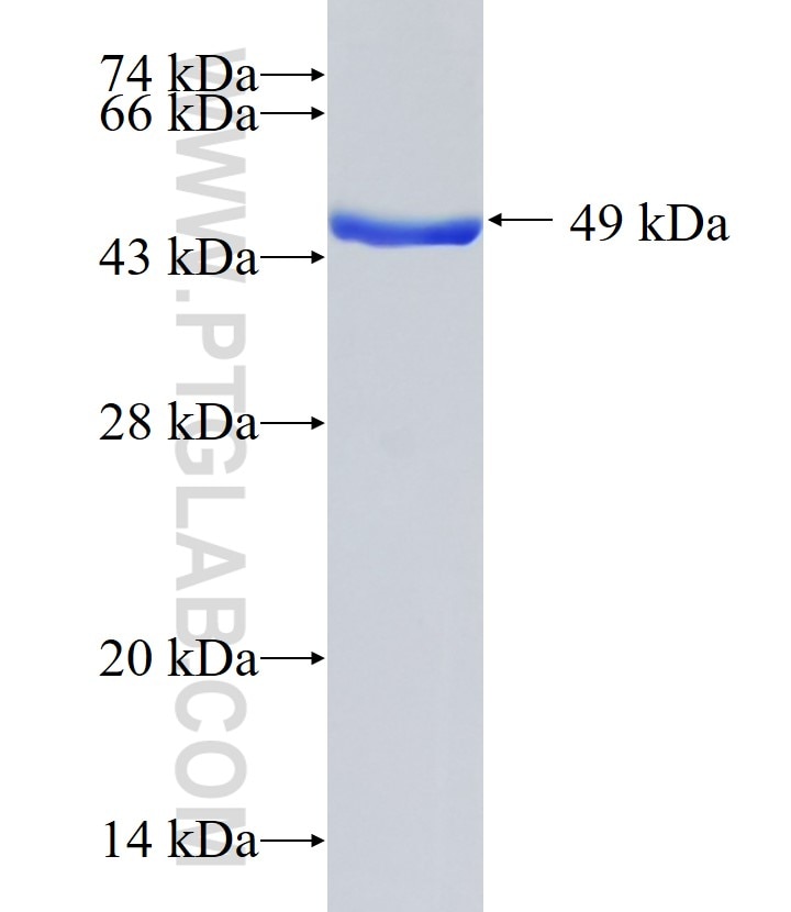 CDO1 fusion protein Ag3294 SDS-PAGE