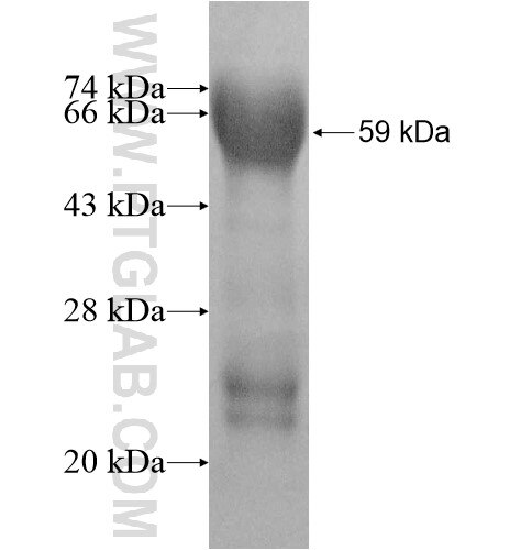 CDON fusion protein Ag11904 SDS-PAGE