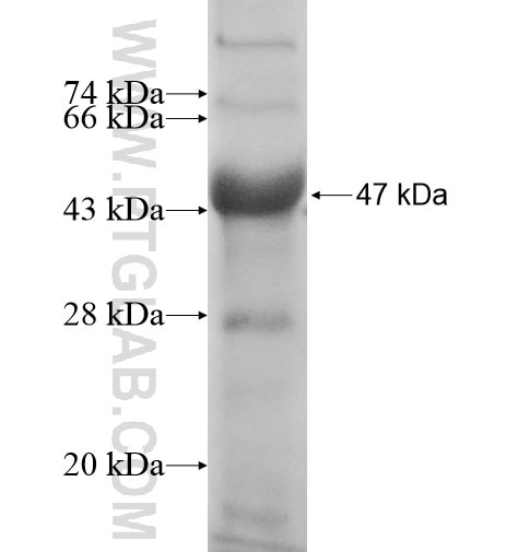 CDON fusion protein Ag12222 SDS-PAGE