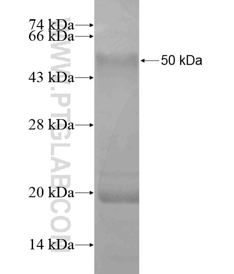 CDR1 fusion protein Ag19688 SDS-PAGE