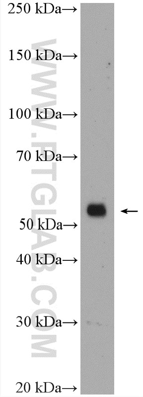 Western Blot (WB) analysis of K-562 cells using CDR2L Polyclonal antibody (14563-1-AP)
