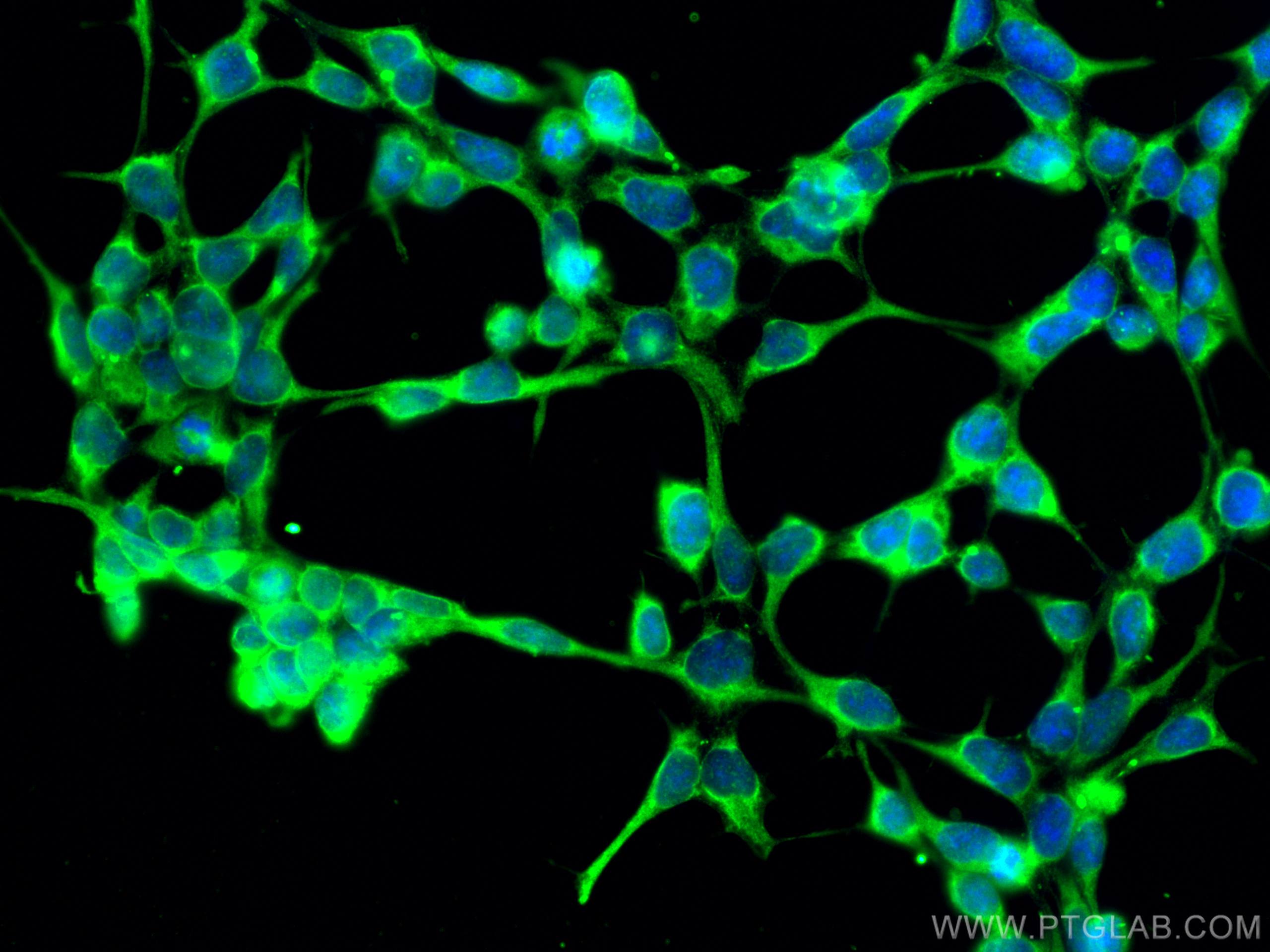 Immunofluorescence (IF) / fluorescent staining of HEK-293 cells using CDR2L Monoclonal antibody (66791-1-Ig)