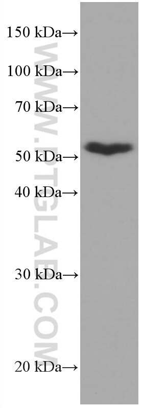 Western Blot (WB) analysis of HEK-293 cells using CDR2L Monoclonal antibody (66791-1-Ig)