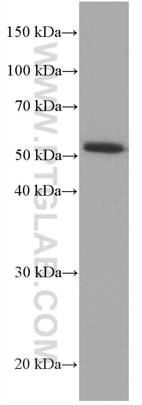 Western Blot (WB) analysis of U-251 cells using CDR2L Monoclonal antibody (66791-1-Ig)