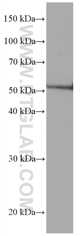 Western Blot (WB) analysis of K-562 cells using CDR2L Monoclonal antibody (66791-1-Ig)