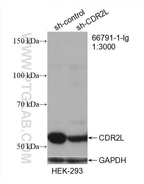 Western Blot (WB) analysis of HEK-293 cells using CDR2L Monoclonal antibody (66791-1-Ig)