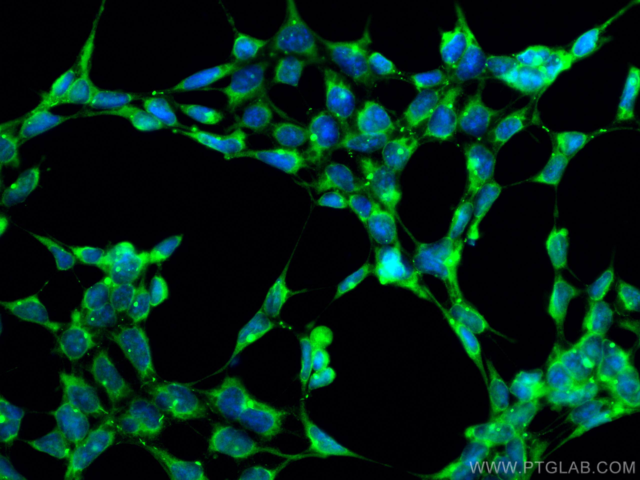 Immunofluorescence (IF) / fluorescent staining of HEK-293 cells using CoraLite® Plus 488-conjugated CDR2L Monoclonal ant (CL488-66791)