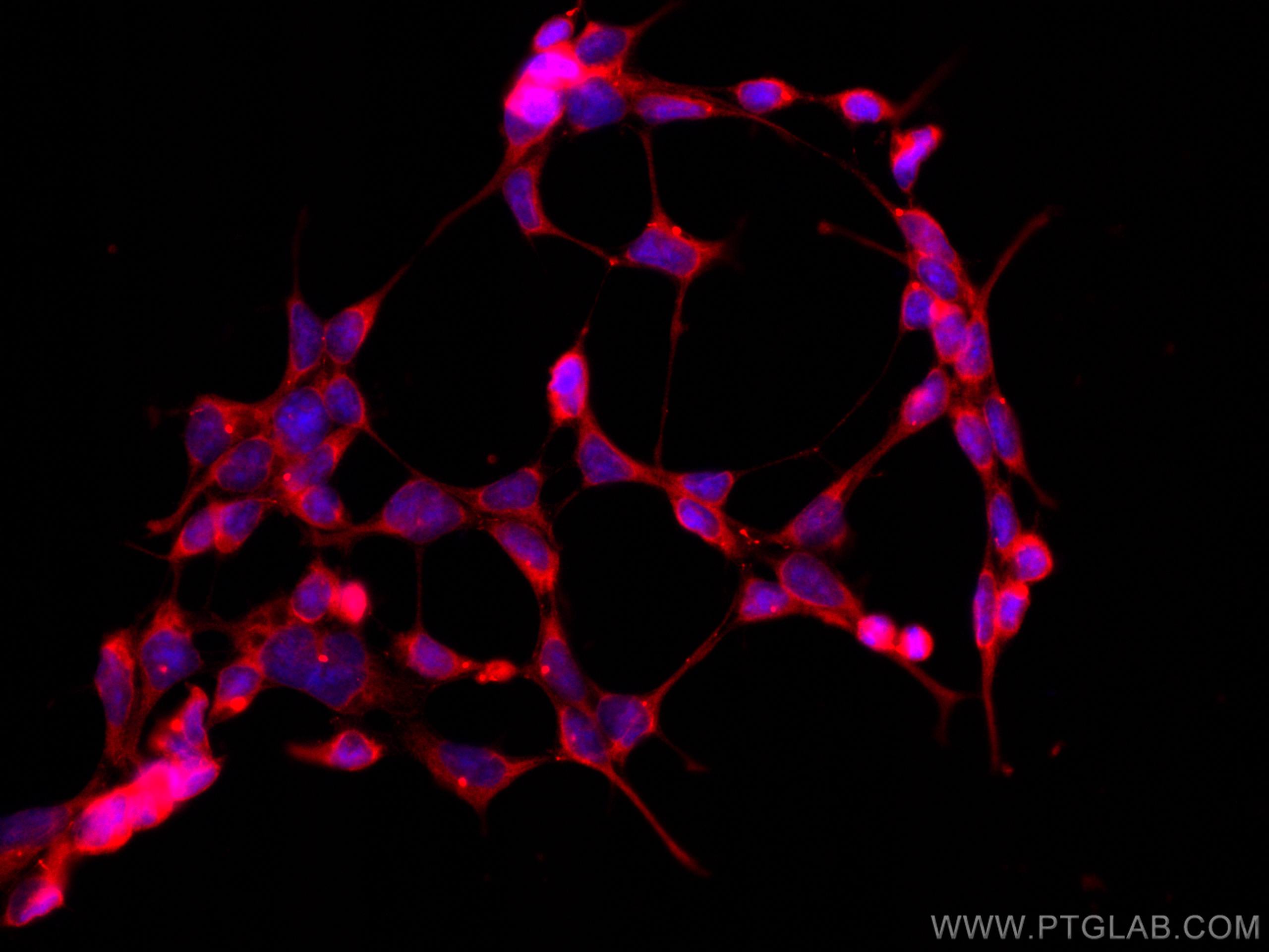 Immunofluorescence (IF) / fluorescent staining of HEK-293 cells using CoraLite®594-conjugated CDR2L Monoclonal antibody (CL594-66791)
