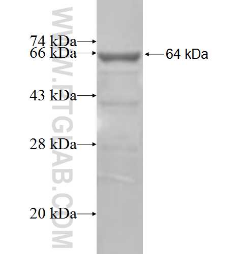 CDR2L fusion protein Ag6127 SDS-PAGE
