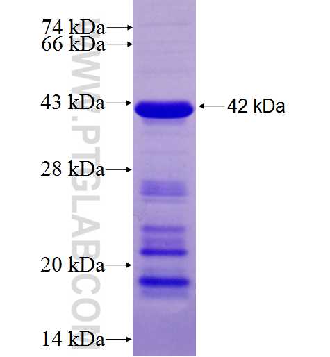 CDR2L fusion protein Ag6139 SDS-PAGE