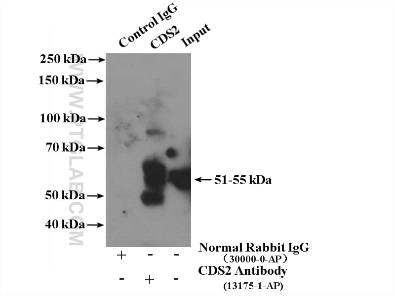 Immunoprecipitation (IP) experiment of HepG2 cells using CDS2 Polyclonal antibody (13175-1-AP)