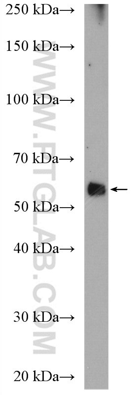 Western Blot (WB) analysis of mouse brain tissue using CDS2 Polyclonal antibody (13175-1-AP)