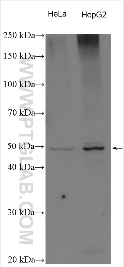 Western Blot (WB) analysis of various lysates using CDS2 Polyclonal antibody (28407-1-AP)