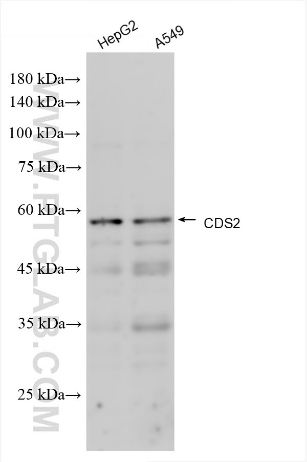Western Blot (WB) analysis of various lysates using CDS2 Recombinant antibody (85162-4-RR)