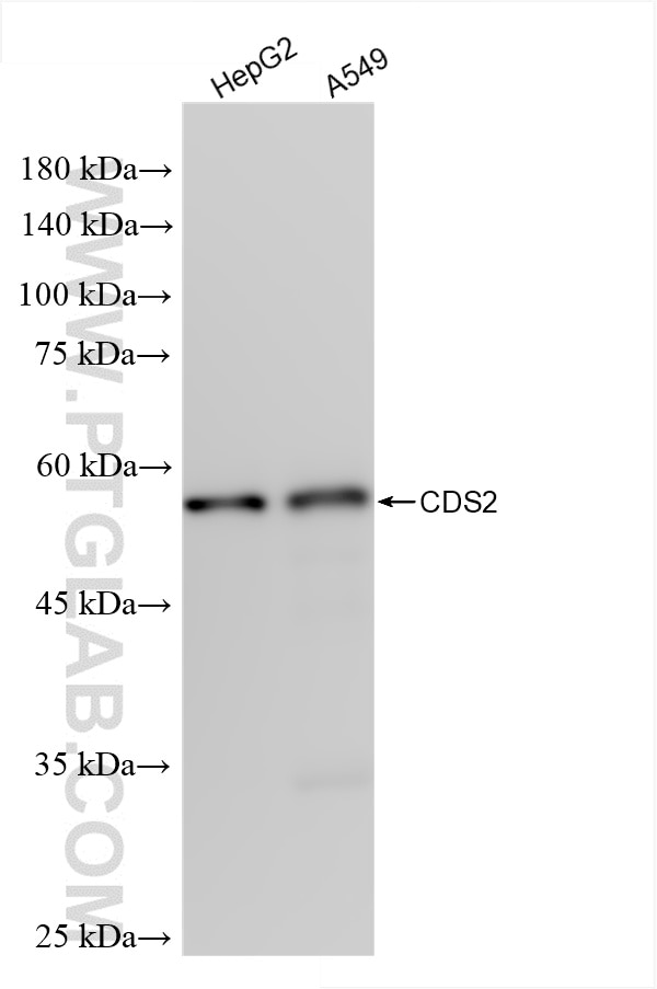 Western Blot (WB) analysis of various lysates using CDS2 Recombinant antibody (85162-4-RR)