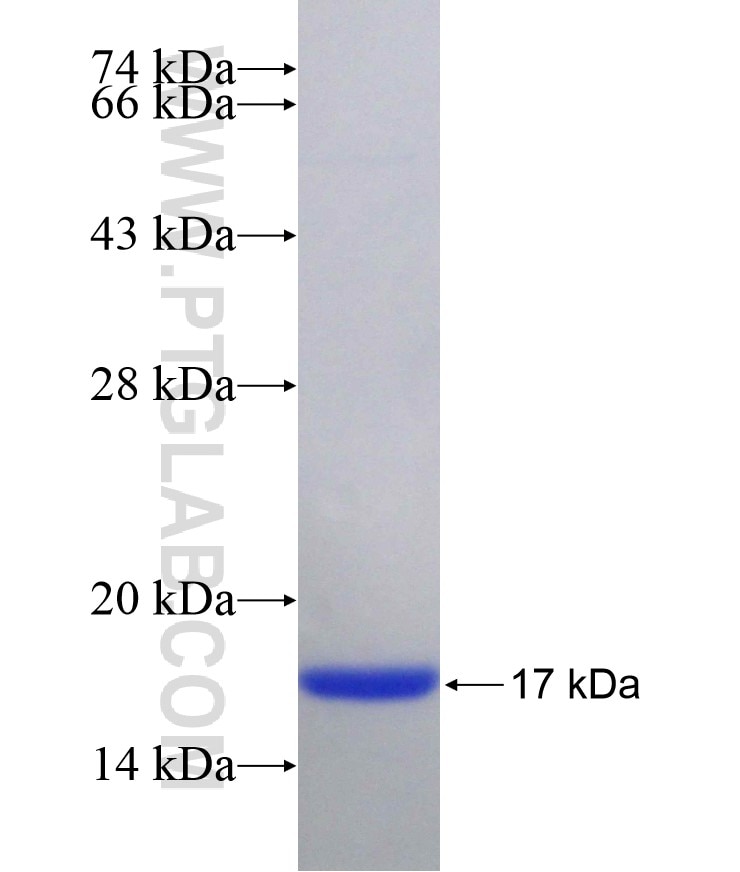 CDS2 fusion protein Ag29245 SDS-PAGE