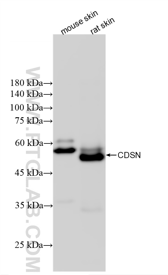 WB analysis using 85384-2-RR (same clone as 85384-2-PBS) Western Blot (WB) analysis of various lysates using CDSN Recombinant monoclonal antibody (85384-2-RR)