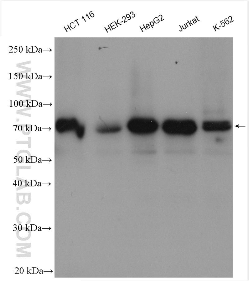 Western Blot (WB) analysis of various lysates using CDT1 Polyclonal antibody (14382-1-AP)