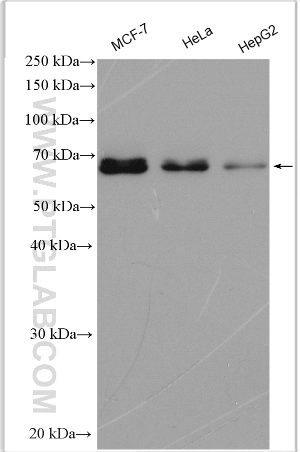 Western Blot (WB) analysis of various lysates using CDT1 Polyclonal antibody (29766-1-AP)