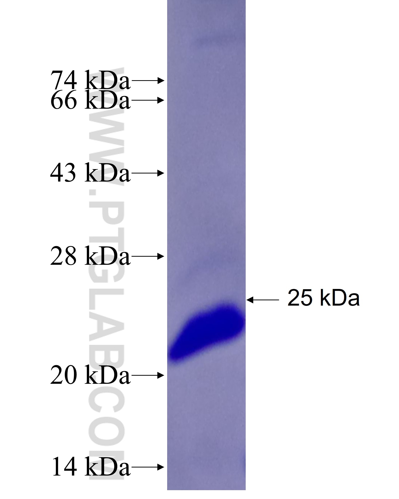 CDV3 fusion protein Ag26609 SDS-PAGE