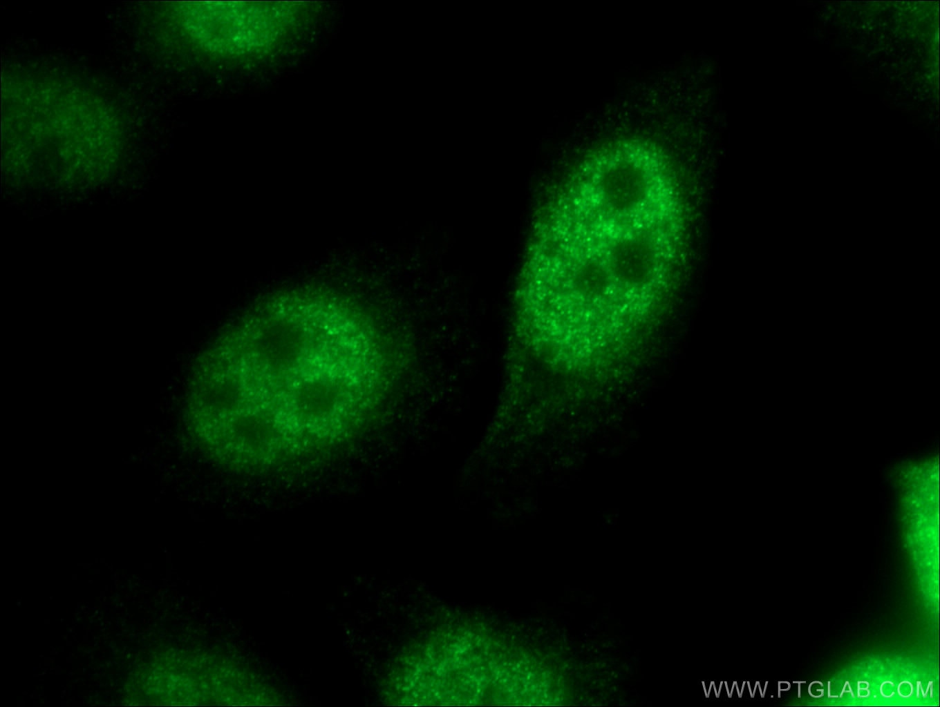 Immunofluorescence (IF) / fluorescent staining of HepG2 cells using CDX1 Polyclonal antibody (21655-1-AP)