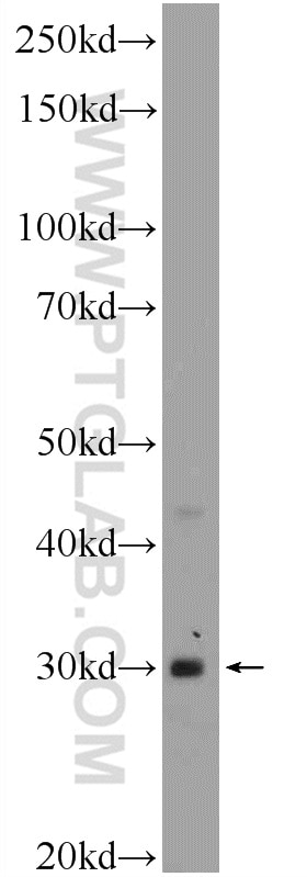 Western Blot (WB) analysis of mouse small intestine tissue using CDX1 Polyclonal antibody (21655-1-AP)