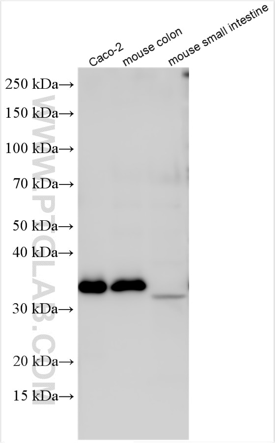 Western Blot (WB) analysis of various lysates using CDX1 Polyclonal antibody (21655-1-AP)