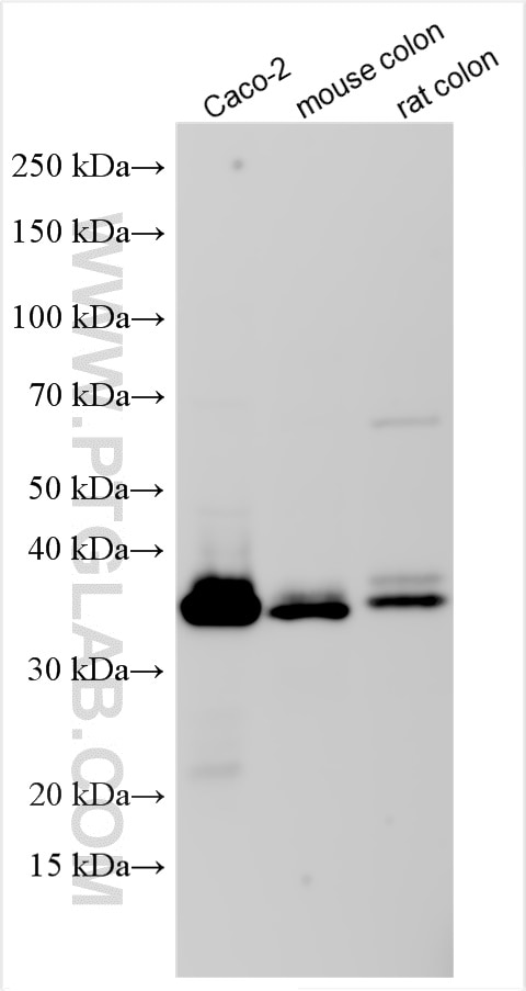 Western Blot (WB) analysis of various lysates using CDX1 Polyclonal antibody (21655-1-AP)