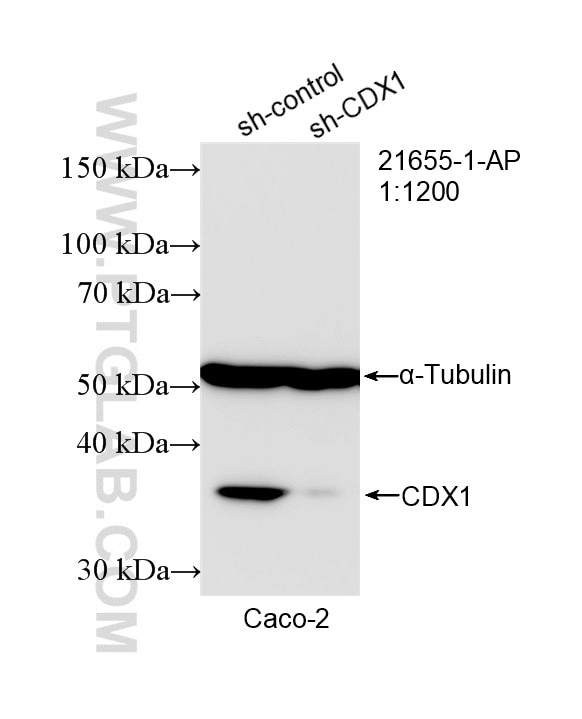Western Blot (WB) analysis of Caco-2 cells using CDX1 Polyclonal antibody (21655-1-AP)