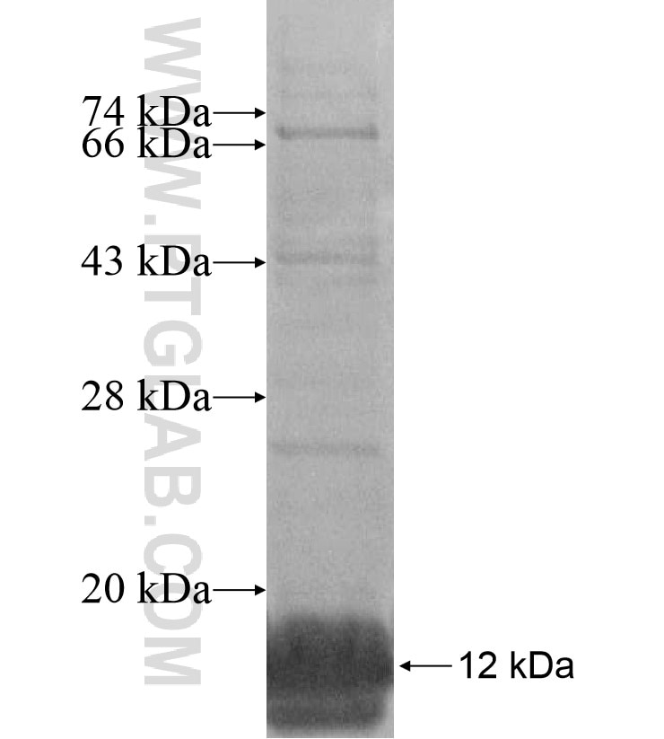 CDX1 fusion protein Ag16754 SDS-PAGE