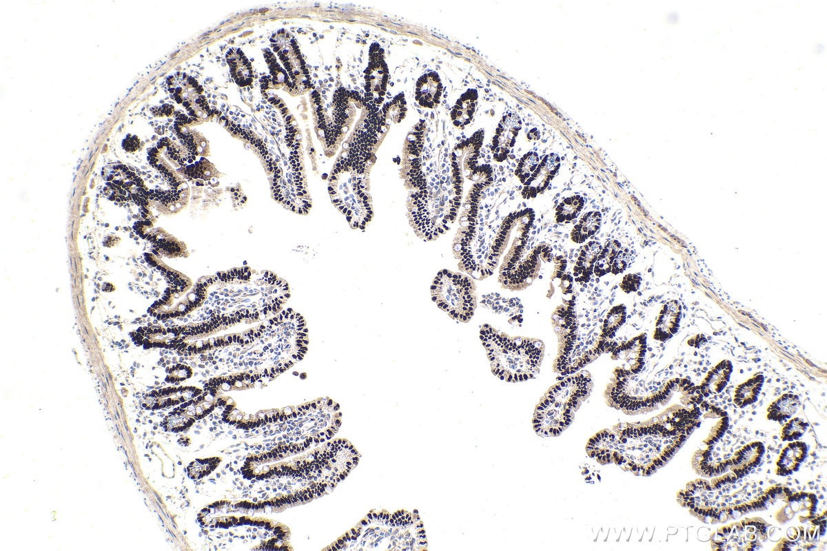 IHC staining of mouse small intestine using 22101-1-AP