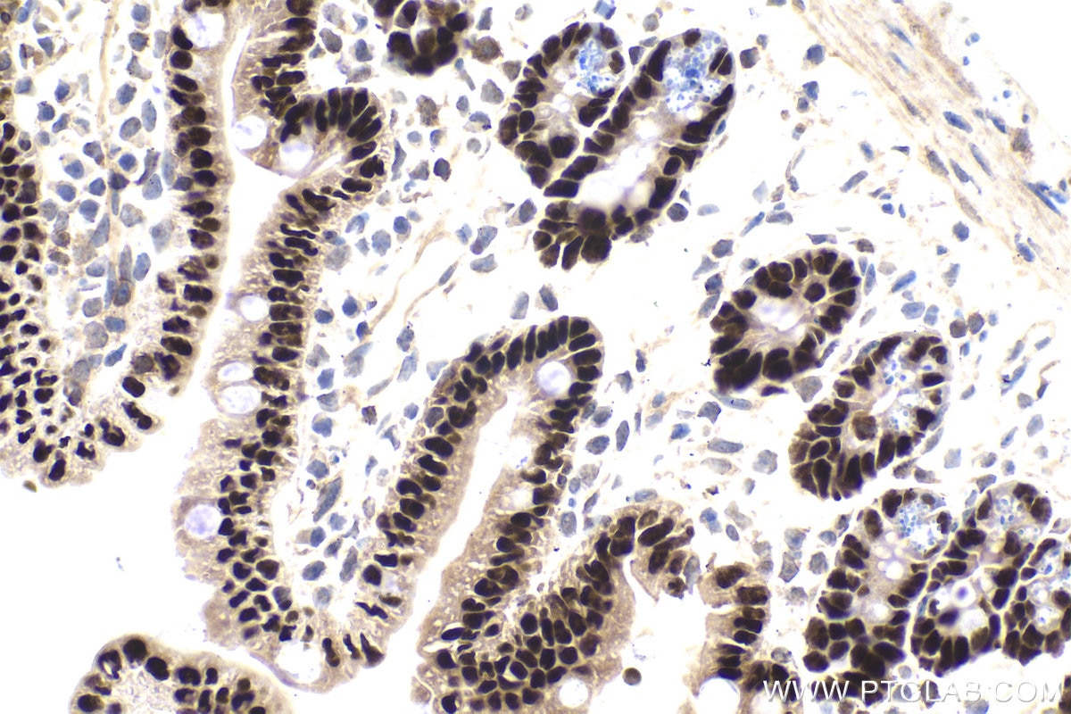 Immunohistochemistry (IHC) staining of mouse small intestine tissue using CDX2 Polyclonal antibody (22101-1-AP)