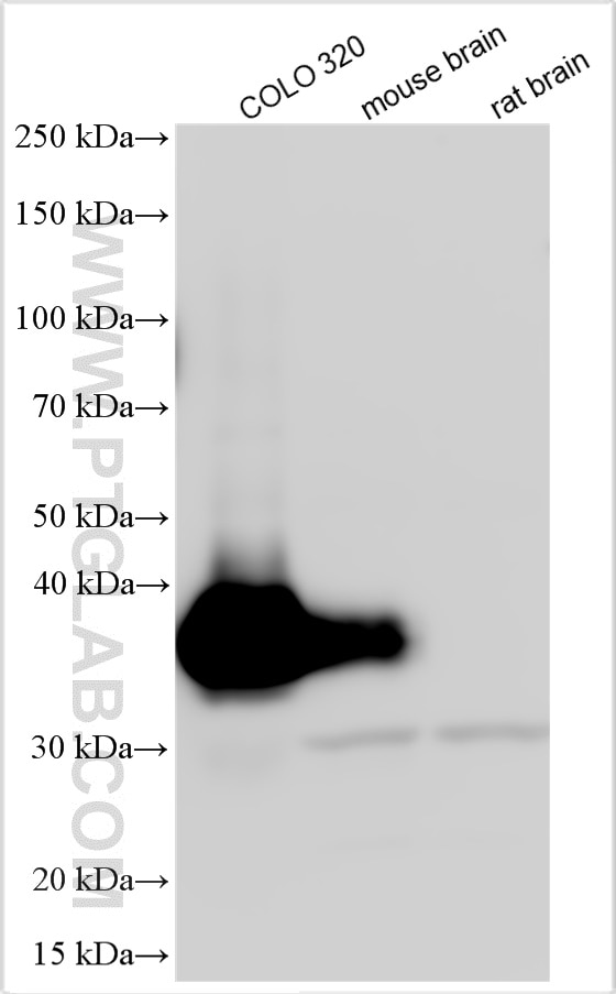 Western Blot (WB) analysis of various lysates using CDX2 Polyclonal antibody (22101-1-AP)