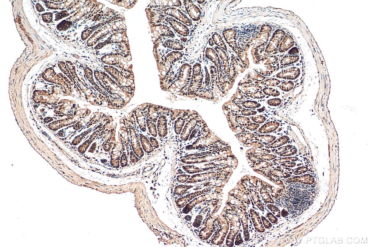 IHC staining of mouse colon using 30380-1-AP
