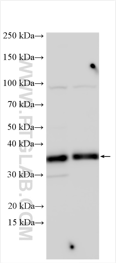 Western Blot (WB) analysis of various lysates using CDX2 Polyclonal antibody (30380-1-AP)